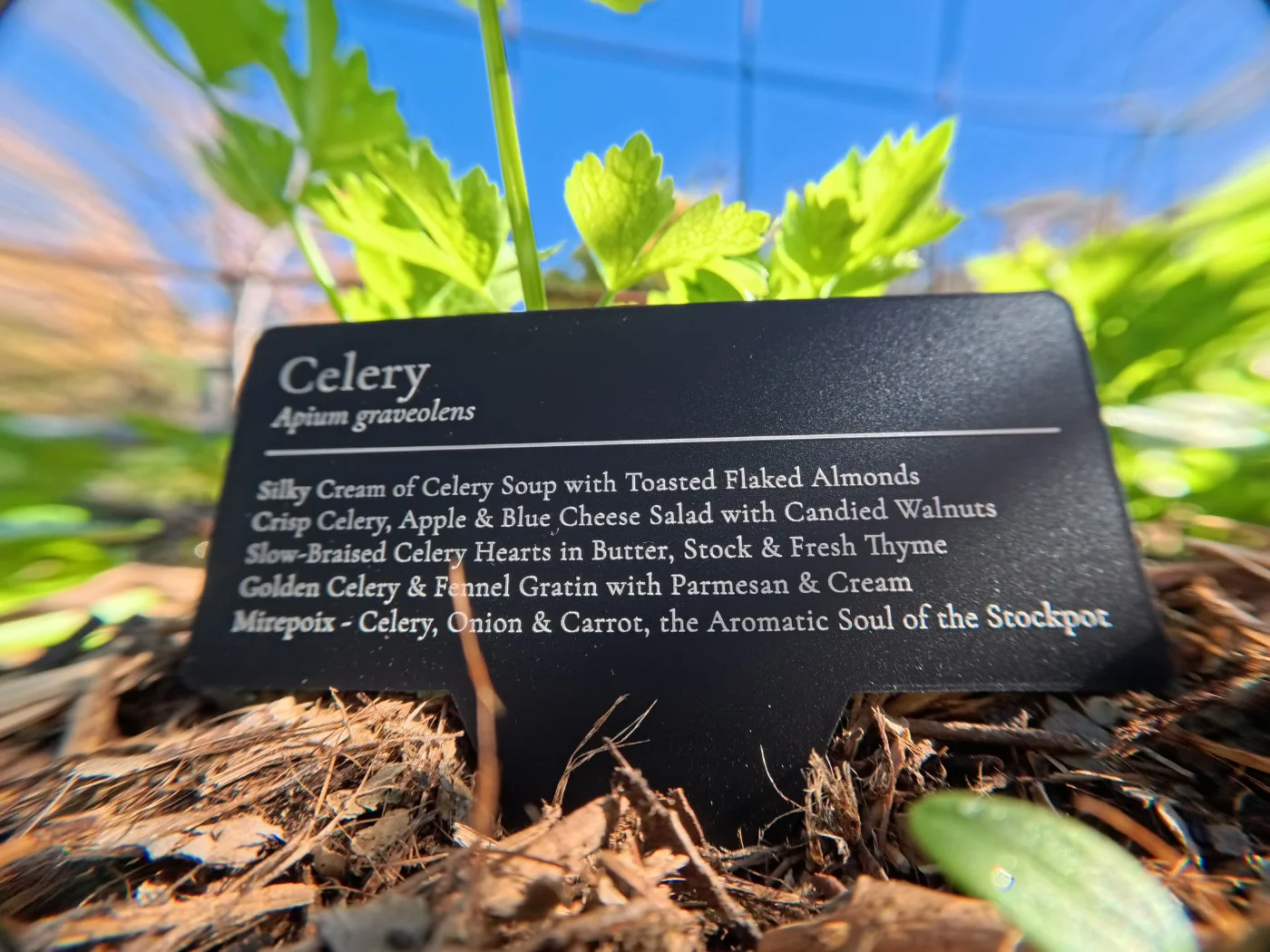 Photography — plated dish beside its plant